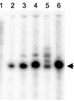 <em>In vitro</em> Transcription (IVT) and tRNA Binding Assay