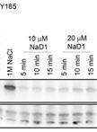Detection of Hog1 Phosphorylation in Candida albicans in Response to an Antifungal Protein