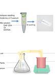 Localisation and Quantification of Reactive Oxygen Species and Nitric Oxide in Arabidopsis Roots in Response to Fungal Infection