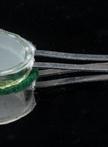 Pea Aphid Survival Assays on Arabidopsis thaliana