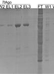 Expression and Purification of the Thermus thermophilus Argonaute Protein