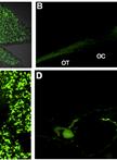 In utero Electroporation of the Embryonic Mouse Retina