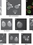 Synchronization of Saccharomyces cerevisiae Cells in G1 Phase of the Cell Cycle