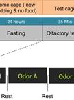 Olfactory Habituation in Fasted Mice