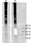 Preparation of Multiplexed Small RNA Libraries from Plants