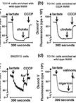 Measurement of the Electrogenicity of Bile Salt/H+ Antiport in Escherichia coli
