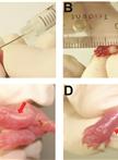 An Experimental Model of Neonatal Nociceptive Stimulation in Rats