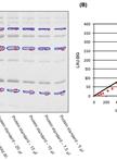 In vitro Assay of the Glycosyltransferase Activity of a Heterologously Expressed Plant Protein