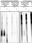 Purification and Sequencing of DNA Guides from Prokaryotic Argonaute