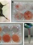 肿瘤相关巨噬细胞（TAM）和肿瘤相关树突细胞（TADC）的纯化