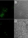 Infectious Focus Assays and Multiplicity of Infection (MOI) Calculations for Alpha-herpesviruses