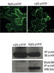 通过生物素转换技术对重组蛋白中的S酰化作用进行体外检测