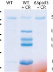 Secretion Assay in Shigella flexneri