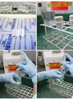 Assay of Ornithine Decarboxylase and Spermidine/Spermine N1-acetyltransferase Activities