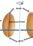 In situ Digestion of Wheat Cell-wall Polysaccharides