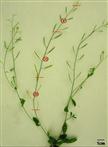 Vanillin Assay of Arabidopsis Seeds for Proanthocyanidins