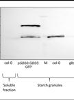 Purification of Starch Granules from Arabidopsis Leaves and Determination of Granule-Bound Starch Synthase Activity