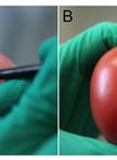 Infection Assays of Tomato and Apple Fruit by the Fungal Pathogen Botrytis cinerea