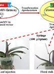 Virus-induced Gene Silencing (VIGS) in Phalaenopsis Orchids