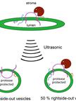 Localization and Topology of Thylakoid Membrane Proteins in Land Plants