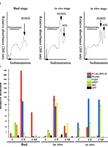 Polysomal-mRNA Extraction from Arabidopsis by Sucrose-gradient Separation 