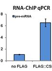 RNA Chromatin Immunoprecipitation (RNA-ChIP) in Caenorhabditis elegans