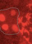 Hepatitis C virus Cell-to-cell Spread Assay