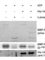 Phosphatase Protection Assay:  14-3-3 Binding Protects the Phosphate group of RSG from λ Protein Phosphatase