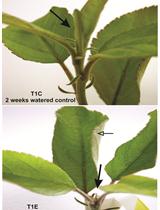 Water Deficit Treatment and Measurement in Apple Trees
