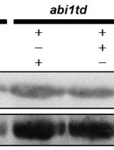 Protein Degradation Assays in Arabidopsis Protoplasts