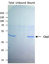 In vitro Chitin Binding Assay