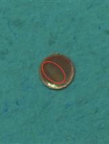 Transmission Electron Microscopy for Tobacco Chloroplast Ultrastructure