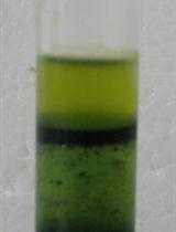 Isolation of Chloroplast Inner and Outer Envelope Membranes