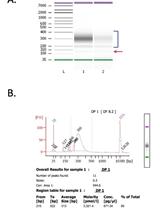 Whole Genome Bisulfite Sequencing and DNA Methylation Analysis from Plant Tissue
