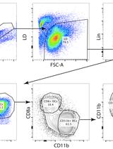 Isolation of Splenic Dendritic Cells Using Fluorescence-activated Cell Sorting