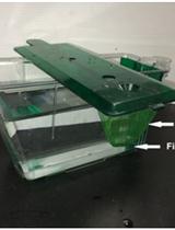 Thirty-Second Net Stressor Task in Adult Zebrafish