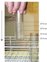 分离水稻固体组织的多核糖体结合mRNA用于RT-PCR和图谱实验