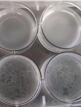 枯草杆菌生物膜的囊泡分离