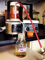 采用Glucuronoxylomannan免疫胶体金透射电子显微镜法检测枯草杆菌中脂质聚合自然产生的胞外膜囊泡的分化