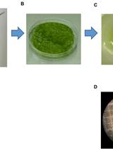 水稻叶肉细胞原生质体分离和细胞核分级分离的有效方法