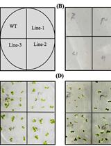 Stress Tolerance Assay at the Seed Germination Stage for Tobacco