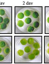 Leaf Disc Stress Tolerance Assay for Tobacco 