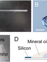 Microscopic Observation, Three-dimensional Reconstruction, and Volume Measurements of Sperm Nuclei