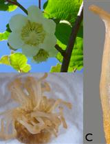 TUNEL Assay in Kiwifruit Stigmatic Arms