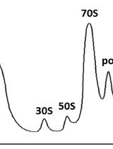 Purification of 70S Ribosomes from Bacillus subtilis