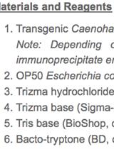 Immunoprecipitation of Proteins in Caenorhabditis elegans