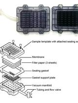 DNA Slot Blot Repair Assay