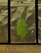 拟南芥、番茄和大麦叶片中相对含水量（RWC）的测定