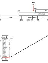 把亲体分离的HBV RT序列引入HBV 1.2-mer复制子中并测序