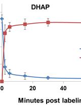 13C Kinetic Labeling and Extraction of Metabolites from Adherent Mammalian Cells